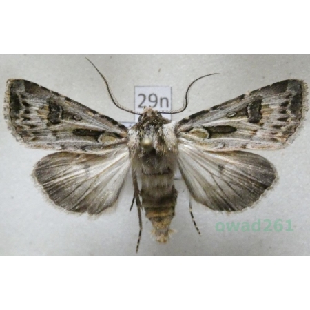 Agrotis vestigialis (Hufnagel, 1766) male Rolnica szkółkówka Poland29n